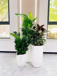 走进宁波镇海盆景租摆，邂逅绿植美学新体验